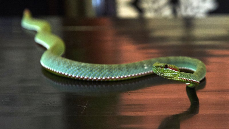 Un serpent (photo d'illustration)
