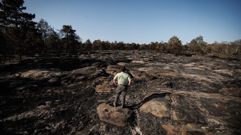 Favoriser la "régénération naturelle" et "mélanger les essences": comment rebâtir les forêts après les incendies?