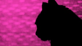 Les policiers ont fait une drôle de découverte dans la litière du chat (Photo d'illustration)