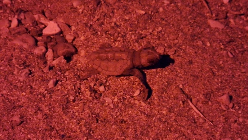 "C'est exceptionnel": une vingtaine de bébés tortues ont émergé de leurs œufs sur une plage de Toulon