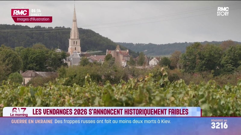 Les vendanges 2026 s'annoncent historiquement faibles