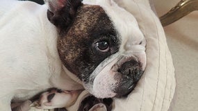 Un bouledogue français sauvé in-extrémis (image d'illustration)