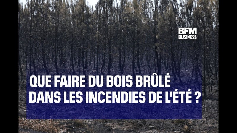Que faire du bois brûlé dans les incendies de l'été ?