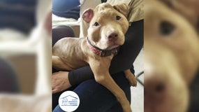 Un chiot de quatre mois a été recueilli par la Fondation Assistance aux Animaux.