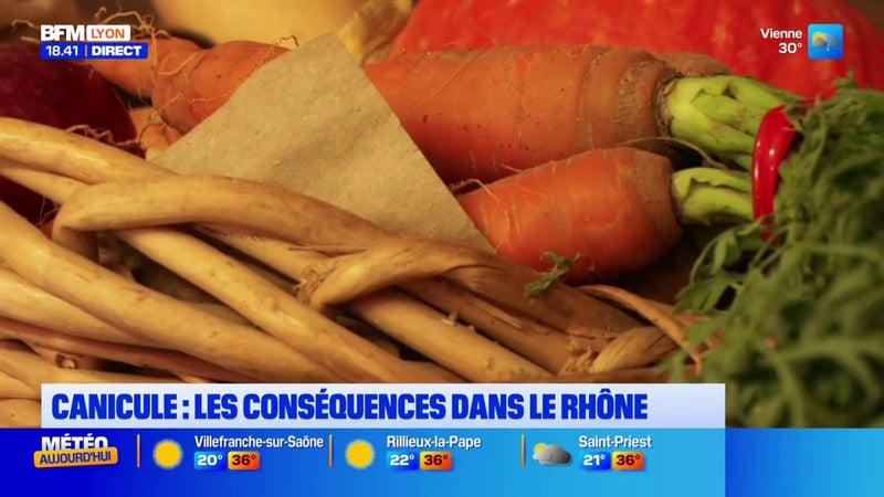 Canicule dans le Rhône : les conséquences pour les maraîchers et les habitants