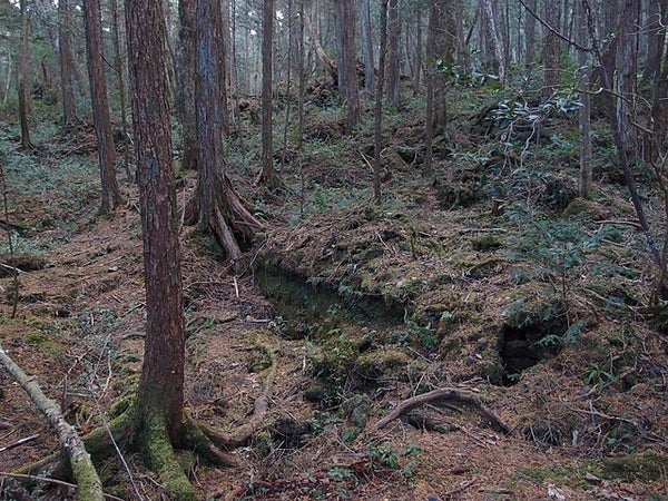 Aokigahara, au Japon