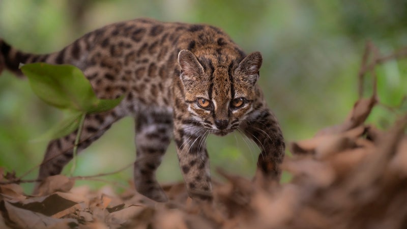 "Un peu plus petit qu'un chat domestique": une espèce de félin sauvage, le tilcayo, a été découverte en Bolivie, une première en un siècle