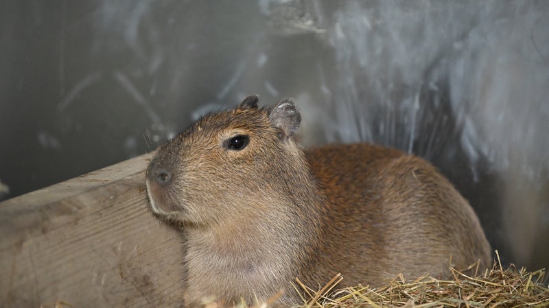 "L'acclimatation se passe bien": le capybara fait son entrée dans un zoo des Pyrénées-Atlantiques