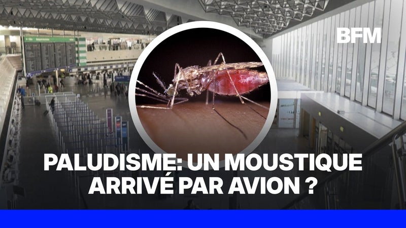 Deux employés de l’aéroport de Francfort morts du paludisme, un moustique suspecté
