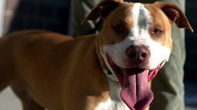 Un pitbull. (Image d'illustration)