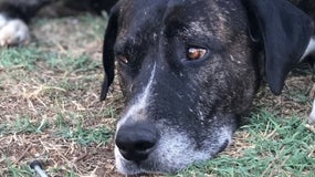 Zar, un des chiens morts