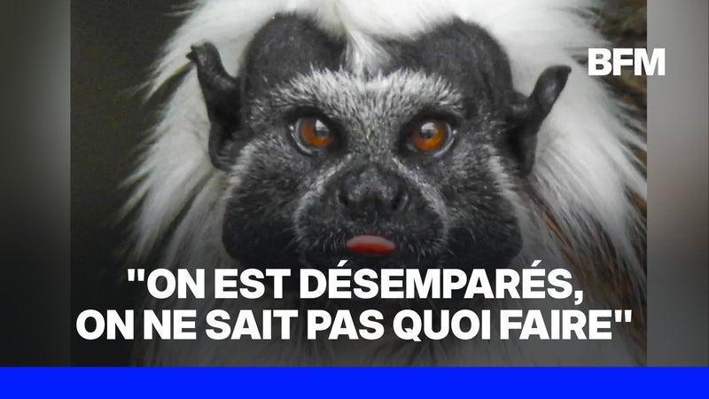 Pyrénées-Atlantiques: 14 singes volés d'un zoo près de Pau, dont certains en danger d'extinction