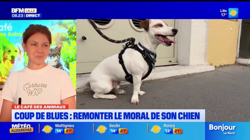 Le Café des Animaux: comment remonter le moral de son chien lors d'un coup de blues ?