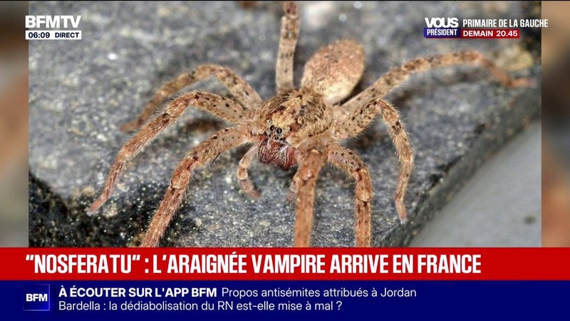 "Nosferatu": l'araignée vampire arrive en France