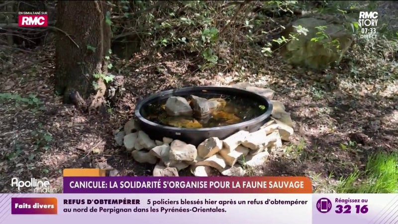 Canicule : la solidarité s'organise pour la faune sauvage