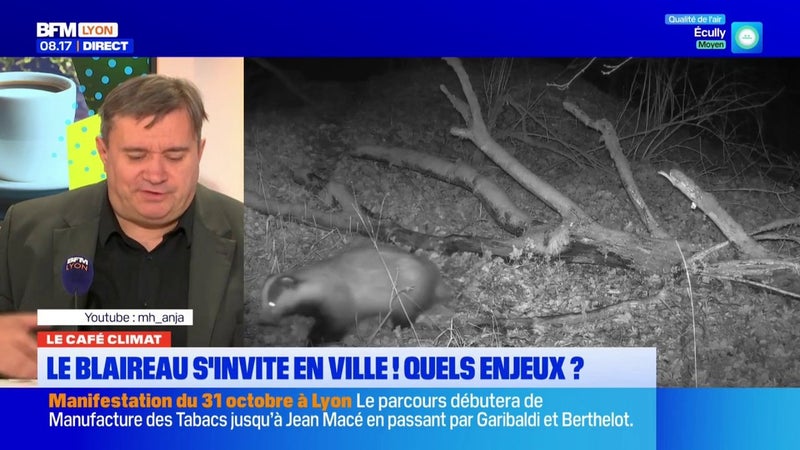 Le Café Climat: le blaireau s'invite en ville