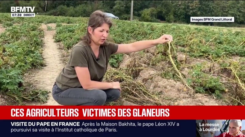 Du glanage au pillage : le ras-le-bol des agriculteurs nordistes