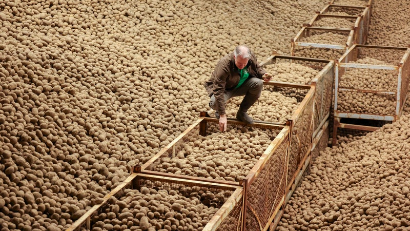 L'an dernier il y avait tellement de pommes de terre que les agriculteurs devaient les jeter, cette année la récolte risque d'être la plus faible jamais enregistrée en Europe