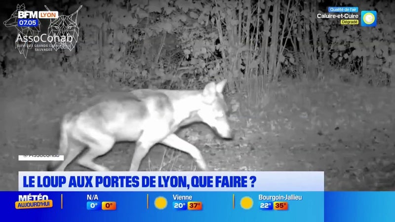Que faire lorsque vous voyez un loup près de chez vous ?