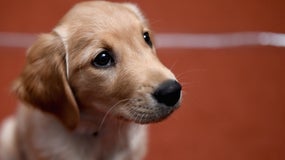 Un golden retriever (image d'illustration)