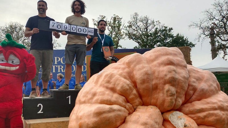 "On repousse les limites": ces jardiniers français qui rivalisent avec les Américains pour faire pousser les plus grosses citrouilles