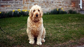 Un Goldendoodle (image d'illustration)