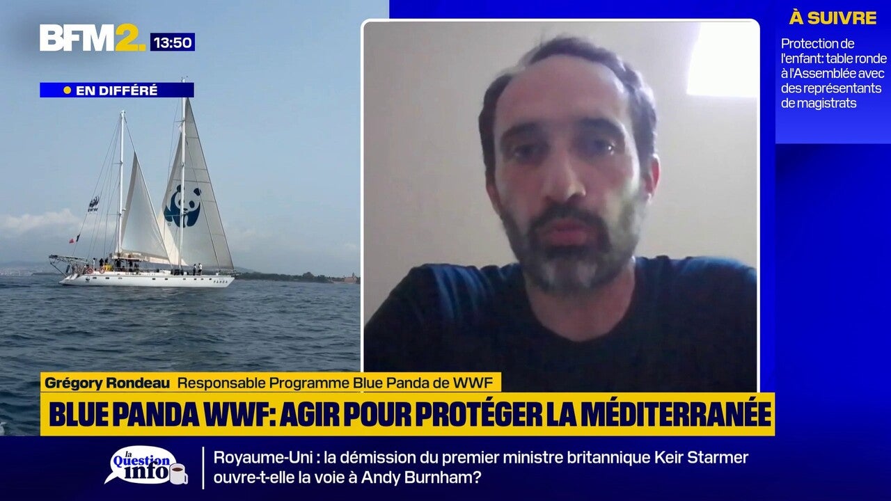 Dérèglement climatique et vagues de chaleur: quels impacts sur les espèces et les écosystèmes de la mer Méditerranée ?