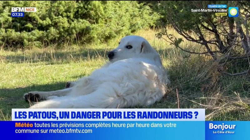Les patous : Un danger pour les randonneurs