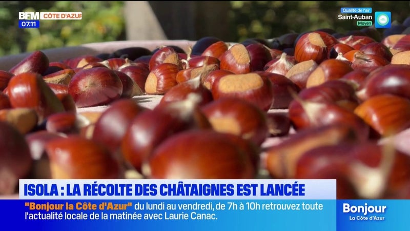 Isola : une belle récolte de châtaignes attendue cette année