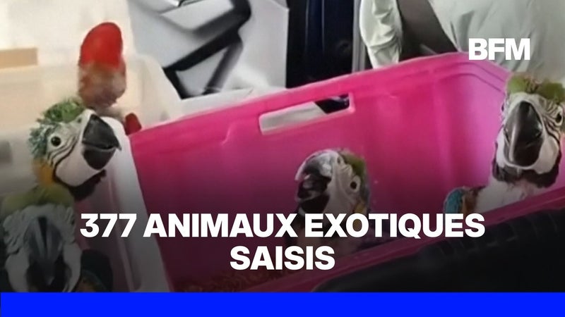 Italie: 377 animaux exotiques cachés dans une voiture ont été saisis