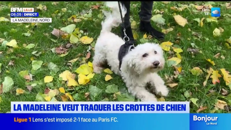Après Saint-Omer, la ville de la Madeleine veut traquer les crottes de chien