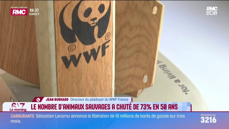Le nombre d'animaux sauvages a chuté de 73% en 50 ans