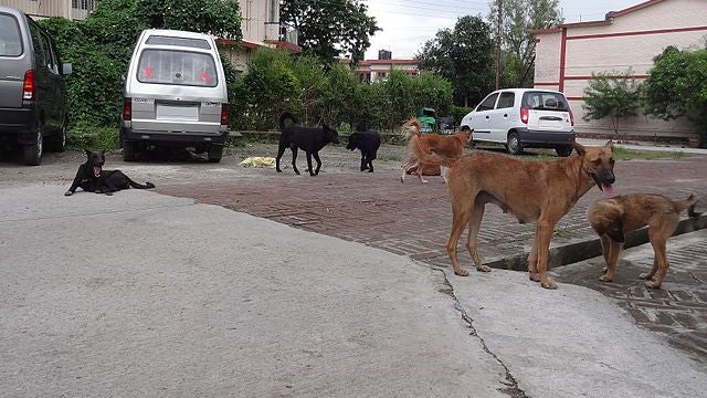 Meute de chiens (image d'illustration)