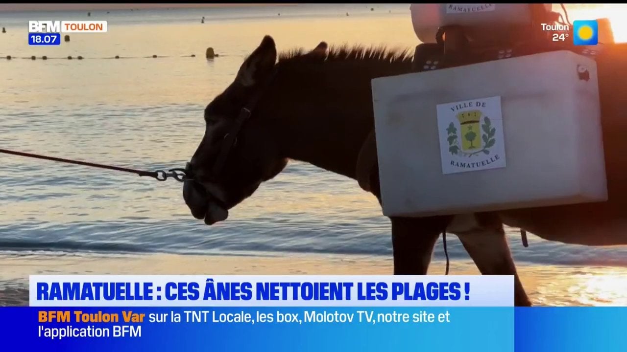 Deux ânes pour nettoyer la plage de Pampelonne à Ramatuelle