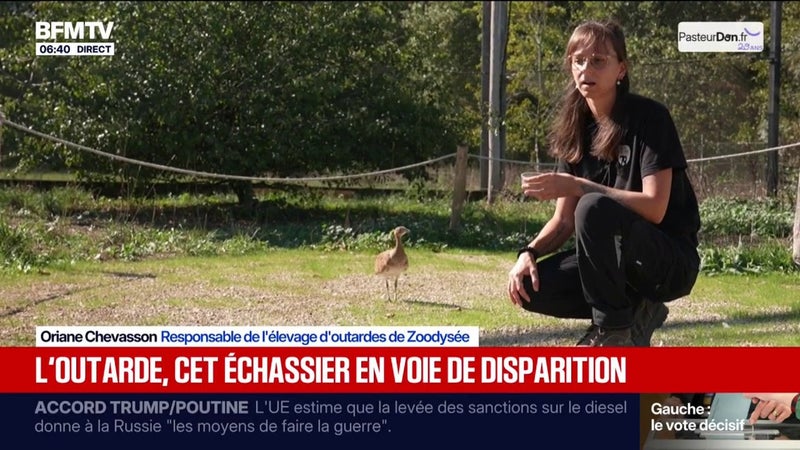 L'outarde canepetière, une espèce d'oiseau en voie de disparition en France
