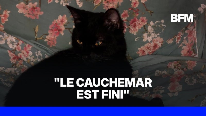 Ils retrouvent leur chat 28 jours après sa disparition sur une aire d'autoroute