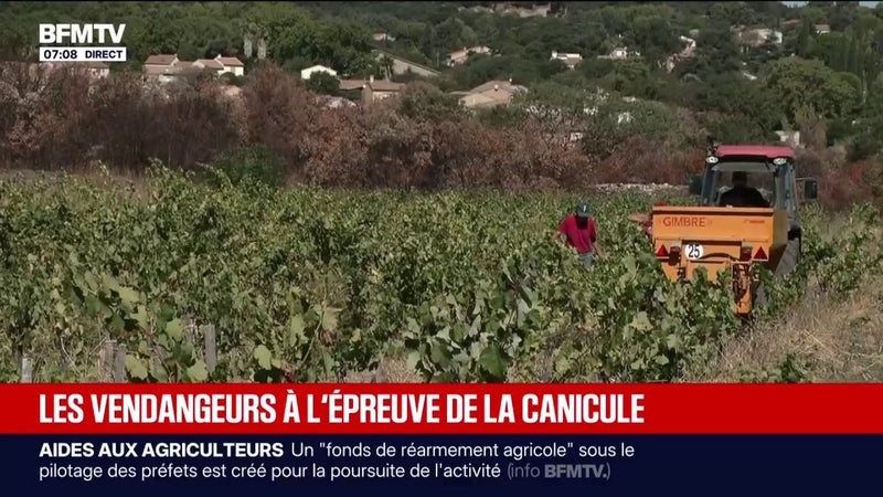 Face aux fortes chaleurs, les viticulteurs débutent les vendanges plus tôt que d'habitude