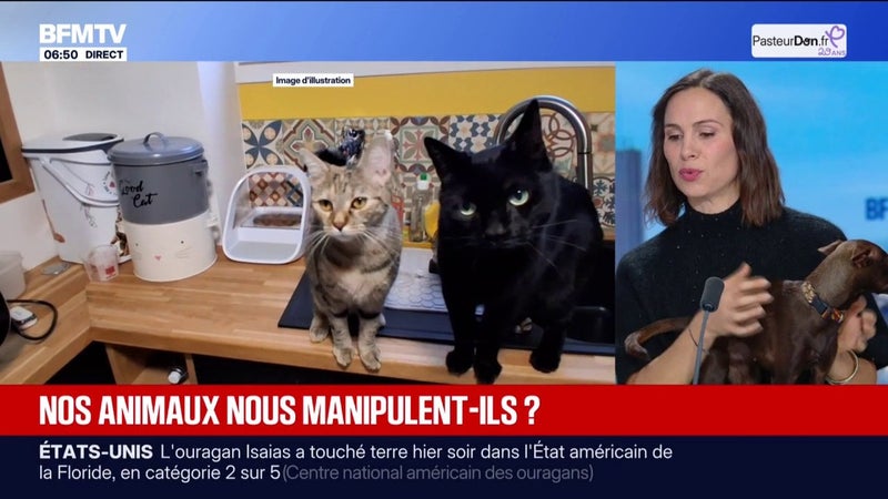 Nos animaux nous manipulent-ils ? Les conseils de la vétérinaire Jessica Zoccoli