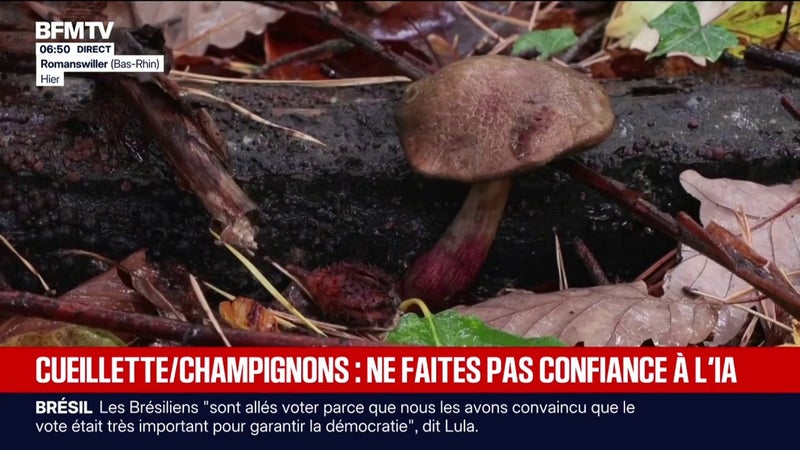 Champignons: l'IA pour identifier sa cueillette, une mauvaise idée?