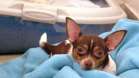 Un chihuahua décède après une intervention réalisée par un toiletteur (image d'illustration)