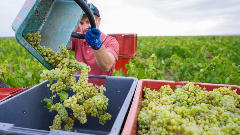 "On a aujourd'hui le climat du vignoble champenois des années 70": avec le dérèglement climatique, une nouvelle viticulture émerge en Bretagne, Normandie et dans les Hauts-de-France