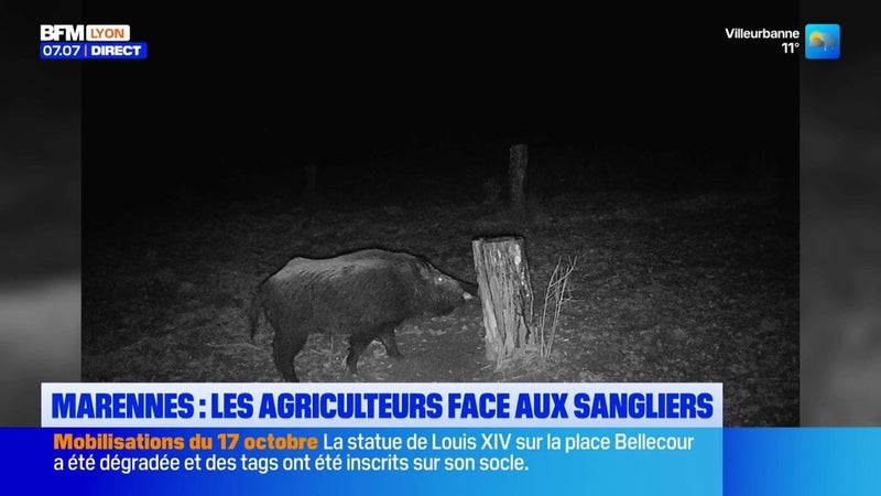 Marennes : les agriculteurs face aux sangliers