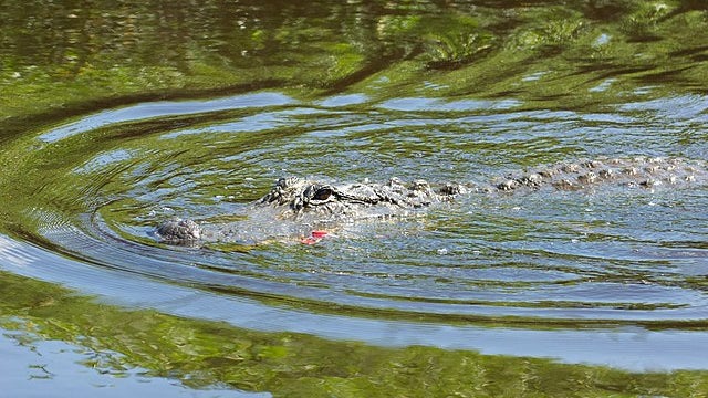 Un alligator dans un étang américain (image d'illustration)