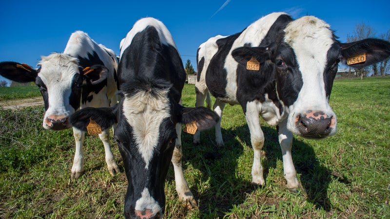 Record du monde de pâté en croûte, vaches et fromages... Après deux ans d'absence, la Descente des alpages fait son grand retour à Grenoble