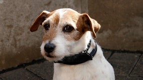 Un Jack Russell (illustration)