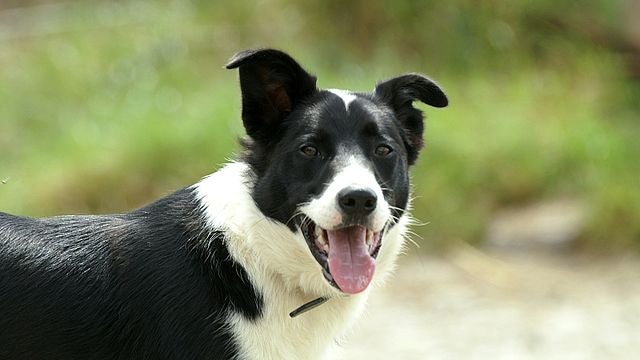 Un chien sauve sa famille des flammes (image d'illustration)