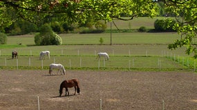 Un élevage de chevaux soupçonné de maltraitances, dans le Lot (image d'illustration)