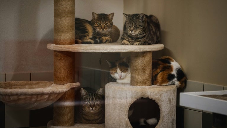 "Beaucoup étaient apeurés": 50 chats retrouvés abandonnés dans un appartement à Poitiers