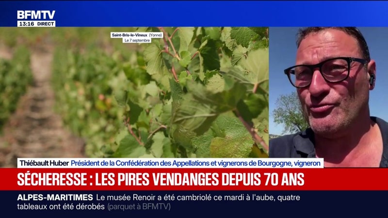 Vendanges: "Les plus petits raisins jamais pesés en Bourgogne", indique Thiébault Huber, vigneron