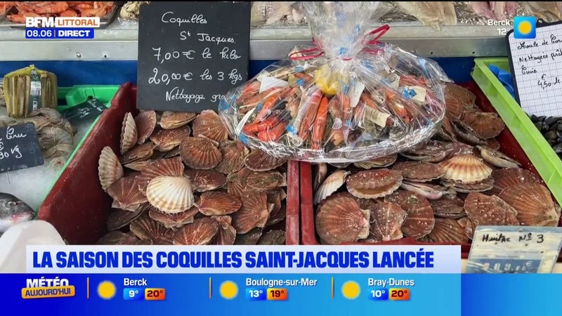 La saison des coquilles Saint-Jacques est lancée.